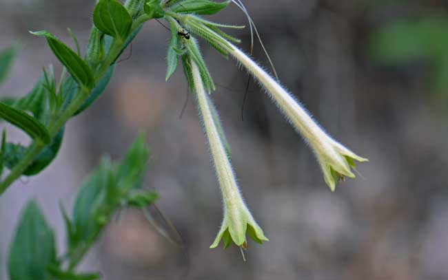 Macromeria viridiflora, Giant-trumpets, Southwest Desert Flora
